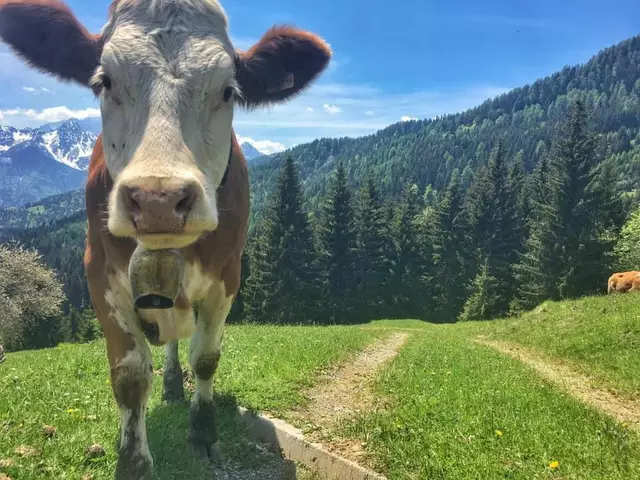 Foto: Käserei Ugovizza