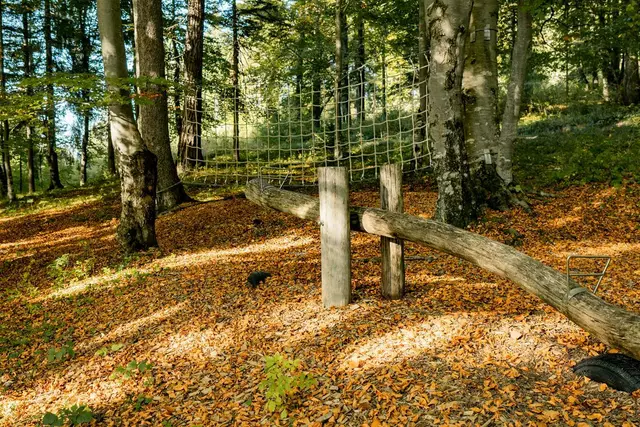 Spazieren, wandern, spielen und entdecken in einem Wald voller Buchen. | Foto: TZA