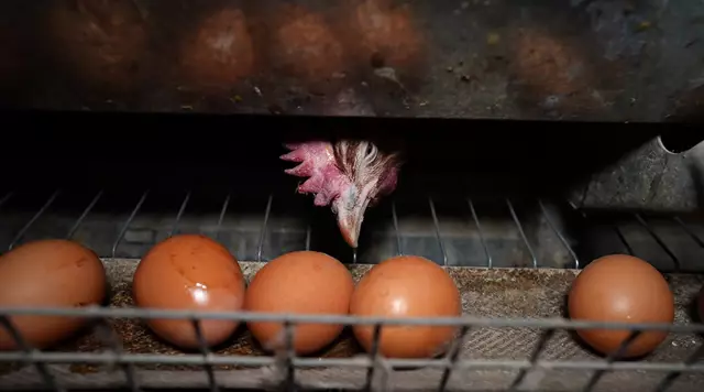 Armes gequältes Huhn! | Foto: VGT.at