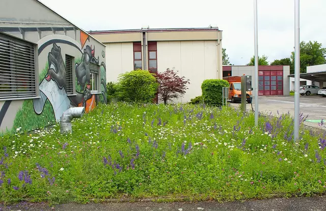 Liezen darf sich schon freuen, neben der Straßenmeisterei steht die Wiese bereits in voller Blüte. | Foto: STED