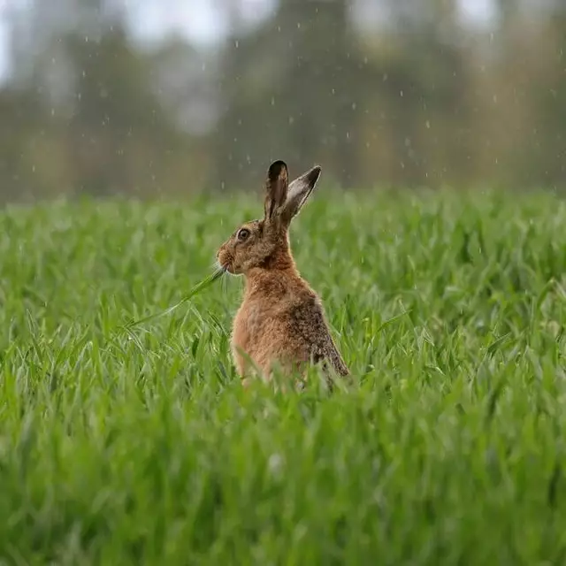 In der Gemeinde Puch bei Weiz gibt es Nachrichten in Sachen Natur. Bei einem verendeten Feldhasen gab es ein positives Testergebnis auf Tularämie. | Foto: @OÖLJV