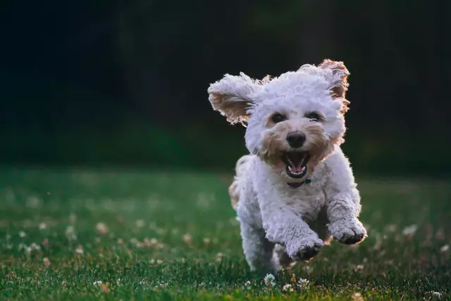 Der Kurs ist verpflichtend für alle Bewohnerinnen und Bewohner, die einen Hund anmelden möchten und bis zu zwei Jahre zuvor keinen Hund gehalten haben. | Foto: Joe Caione/Unsplash