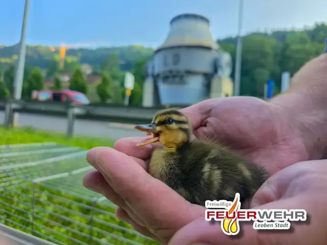 Erfolgreiche Entenrettung: Donnerstag Früh konnten die elf Küken wieder mit ihrer Mutter vereint werden.  | Foto: FF Leoben-Stadt