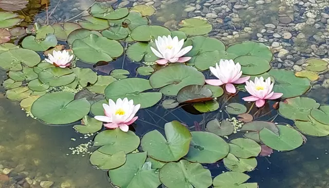 Der Hochsommer ist in Niederösterreich angekommen. | Foto: Marianne Waldhör