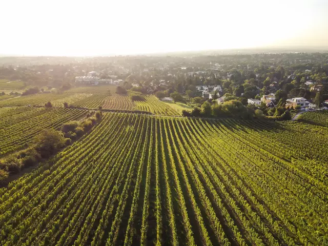 Foto: Weingut Edlmoser