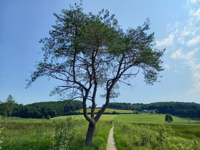 Foto: H.Bachinger 