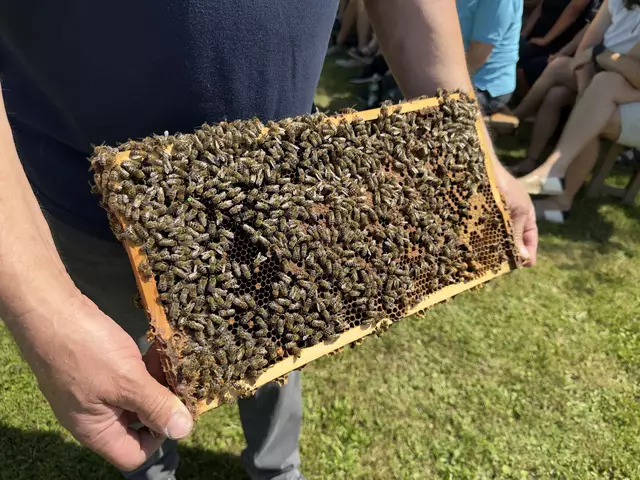 Das Bienenvolk von Harald Strommer. Wenn man genau schaut sieht man die Königin (gekennzeichnet mit einem grünen Punkt)