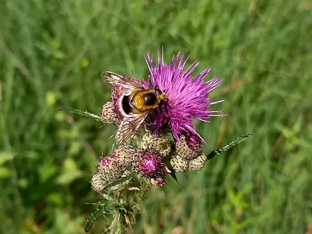 Foto: H.Bachinger 