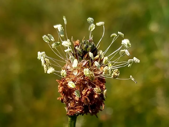 Foto: H.Bachinger 