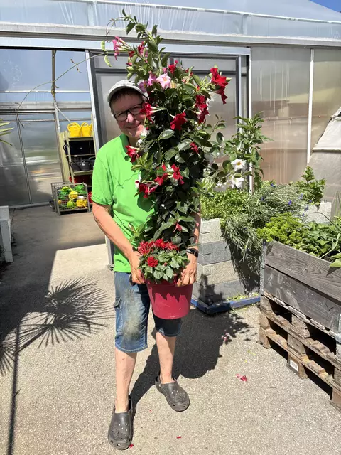 Ein bissl Schönheit muss auch bei der Challenge sein: Eine Dipladenia mit dem modernen Namen „Sundevilla“ hält Hitze und Sonne und einfach alles aus - nur keinen Frost! | Foto: Hassl