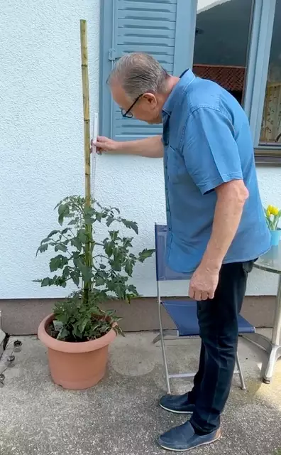 Die "süße Hanna" steht bei exakt 90 Zentimeter und verspricht solcherart baldigen Tomaten-Genuss! | Foto: Hassl