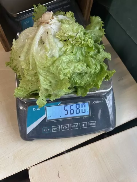 Salat-Challenge im Michelfeld: 56 Deka Salat lagen auf der Waage. | Foto: Hassl