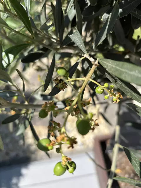 Ein wahres Versprechen: Derzeit sind es noch Mini-Oliven, aber mal sehen, was da noch kommt! | Foto: Hassl