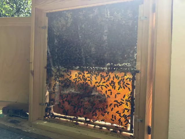 Das emisge Treiben der Bienen konnte live im Schaukasten bestaunt werden. | Foto: Rosenberger