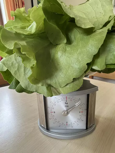 Salat-Challenge in Grinzens: Mit knapp 58 Deka um ein Salatblatt vorne .... | Foto: Hassl
