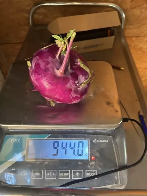 94 Deka Kohlrabi - da wähnte sich der Meistergärtner auf Goldkurs. | Foto: Hassl
