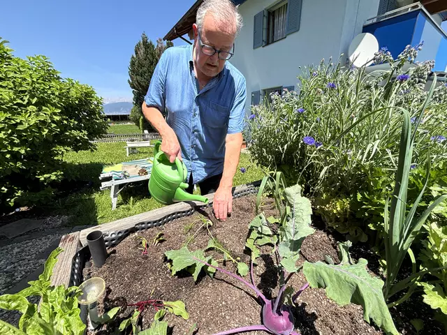 Ein Kohlrabi steht noch - im Rest des Hochbeets muss jetzt nachgepflanzt werden. | Foto: Hassl