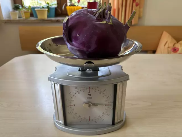 In Grinzens steht die Kohlrabi-Wagge knapp über dem roten Bereich: 1 Kilo und ein paar Zerquetschte ... | Foto: Hassl