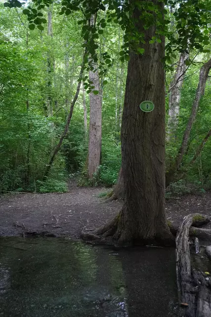 Eine grüne Tafel am Baum macht die Patenschaft erkennbar.  | Foto: AMG