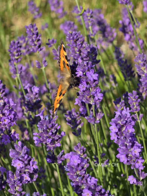 Lavendel, Naturheilmittel