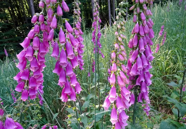 Im Fingerhutparadies auf dem Hiesberg