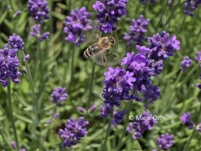 Echter Lavendel, Naturheilkunde