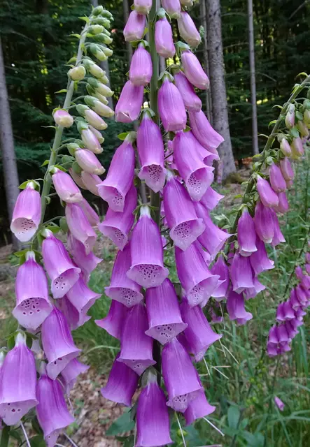 Ein herrliches Exemplar