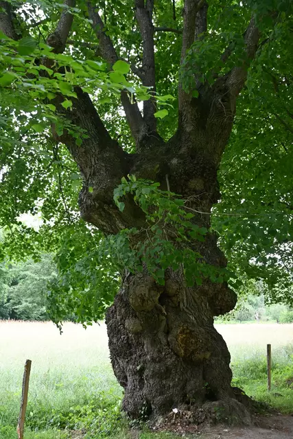 Uralter Baum 