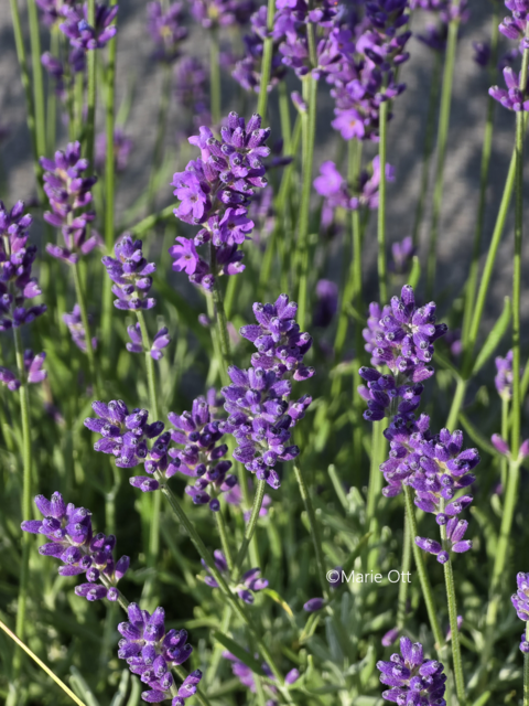 Lavendel, Heilkraut