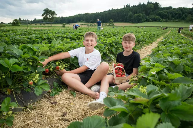 Leon und Vincent beim Erdbeerpflücken bei Familie Wurzer in Bodensdorf | Foto: Markus Wurzer/Wurzers Genuss- und Erlebnishof