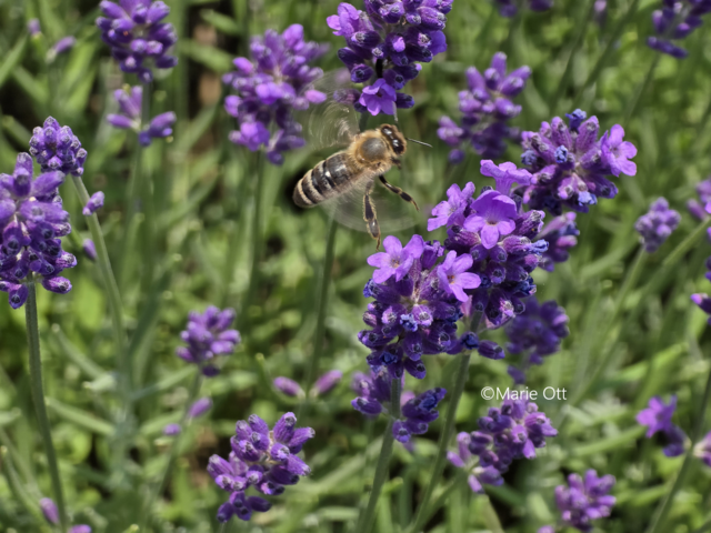 Lavendel für den Garten