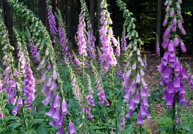 Viele mannsgroße Fingerhutstauden