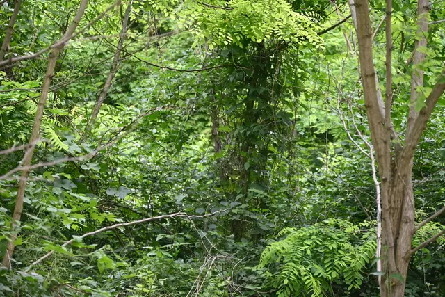 Abseits Urwald