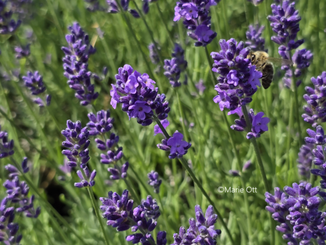 Lavendel reduziert Stress