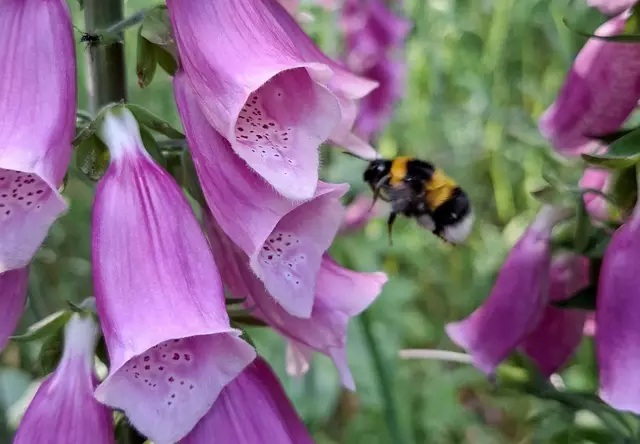 Eine Hummel sucht Nektar.