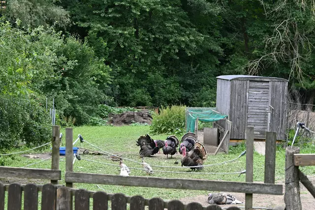 Weiter draußen sind Kleintiere in Gehegen untergebracht, mehr Fotos davon gibt's in eigenem Bericht