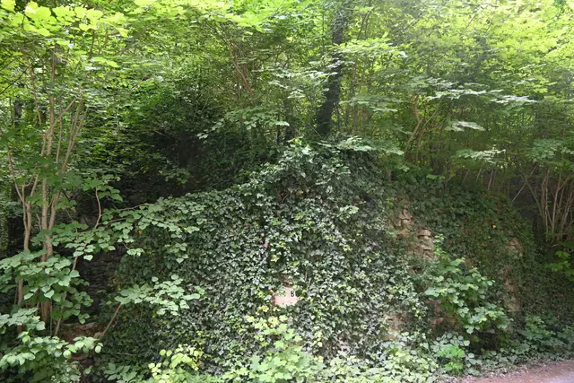 Die überwucherten Mauerreste