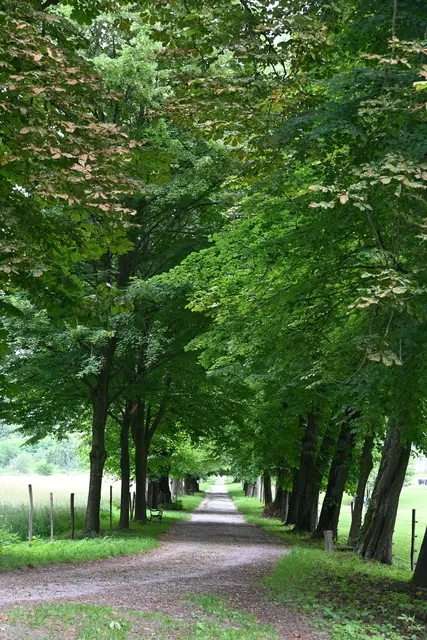 Die Allee endet beim Kloster