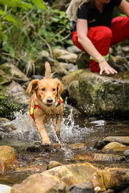 In speziellen Junghunde-Gruppen wurde intensiv am Aufbau der Sucharbeit und dem richtigen Anzeigen von gefundenen Personen gearbeitet – mit reichlich Leckerlis als Motivation. | Foto: ÖRHB