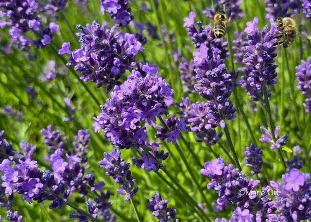 Lavendel, Heilkraut, Narurheilkunde