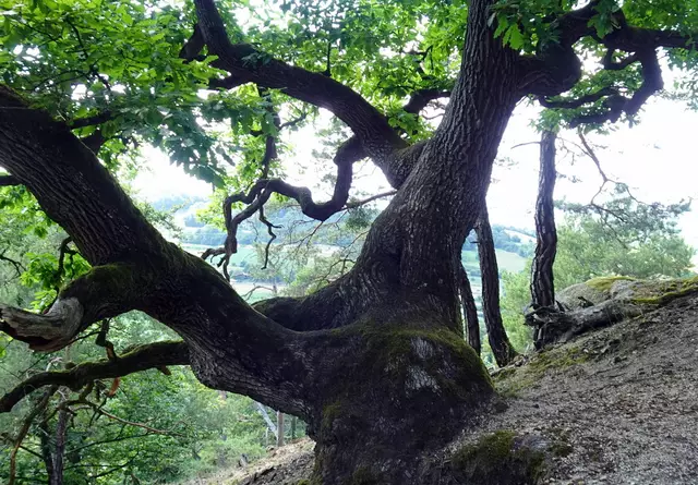 Alte, mächtige Steineichen an den steilen Hängen zum Melktal