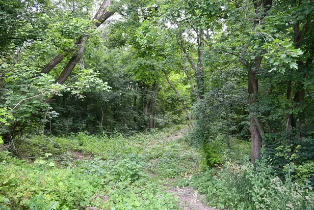 Abseits der Straße oft undurchdringlicher Laubwald