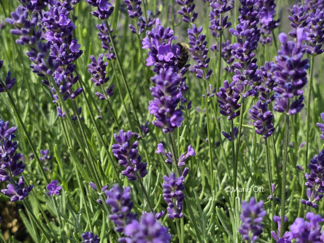 Lavendel beruhigt