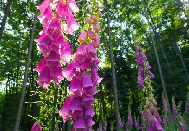 Ein rosarotes Blumenmeer