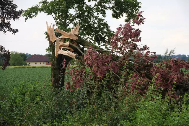 Der Sturm entwurzelte viele Bäume in Wels-Land. | Foto: laumat.at