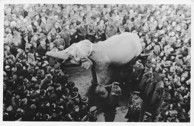 Im Rahmen einer Zirkushochzeit im Jahre 1948 wurde der Elefant Baby am Grazer Hauptplatz fotografiert. | Foto: Stadtarchiv Graz