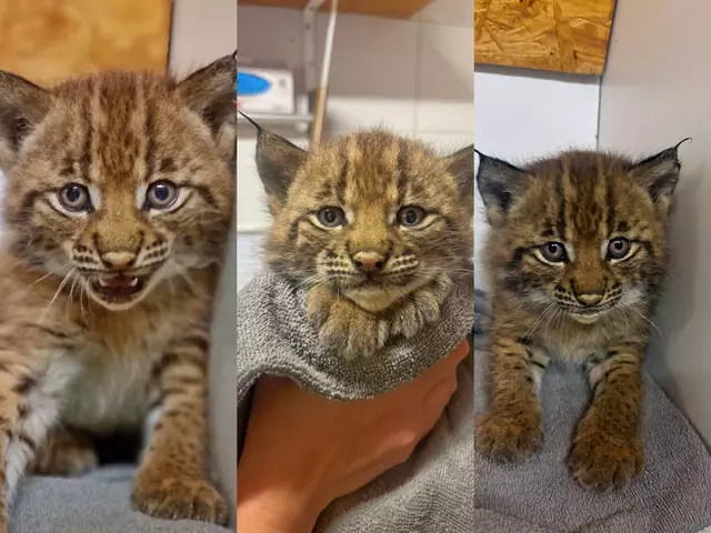 Vor kurzem gab es im Wildpark Assling besonderen Grund zur Freude: Drei Luchsjunge sind zur Welt gekommen und halten ihre Umgebung seitdem ganz schön auf Trab. | Foto: Wildpark Assling