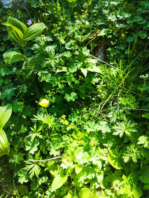 Foto: Veronika Frank