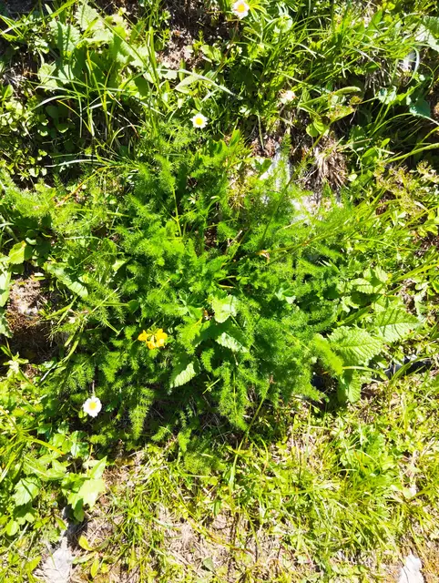 Duftendes Bergkraut | Foto: Veronika Frank