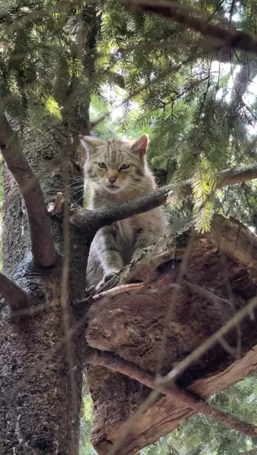 Scully: Der Neuzugang im Wildkatzengehege  | Foto: Alpenzoo Innsbruck